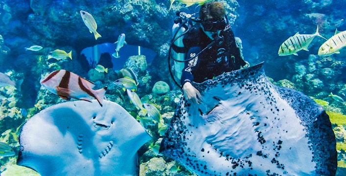 Book Cairns Aquarium Tickets