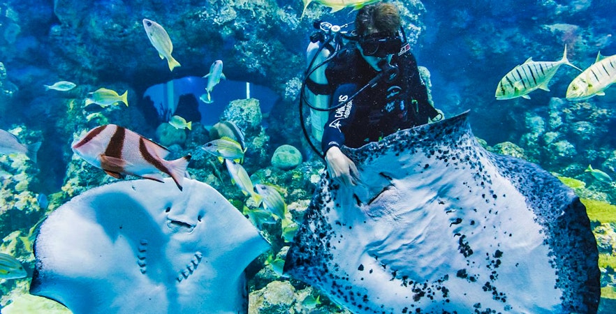 Book Cairns Aquarium Tickets