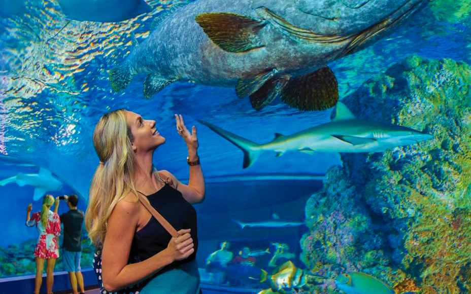 Visitors observing marine life at Cairns Aquarium, including a large fish and shark.