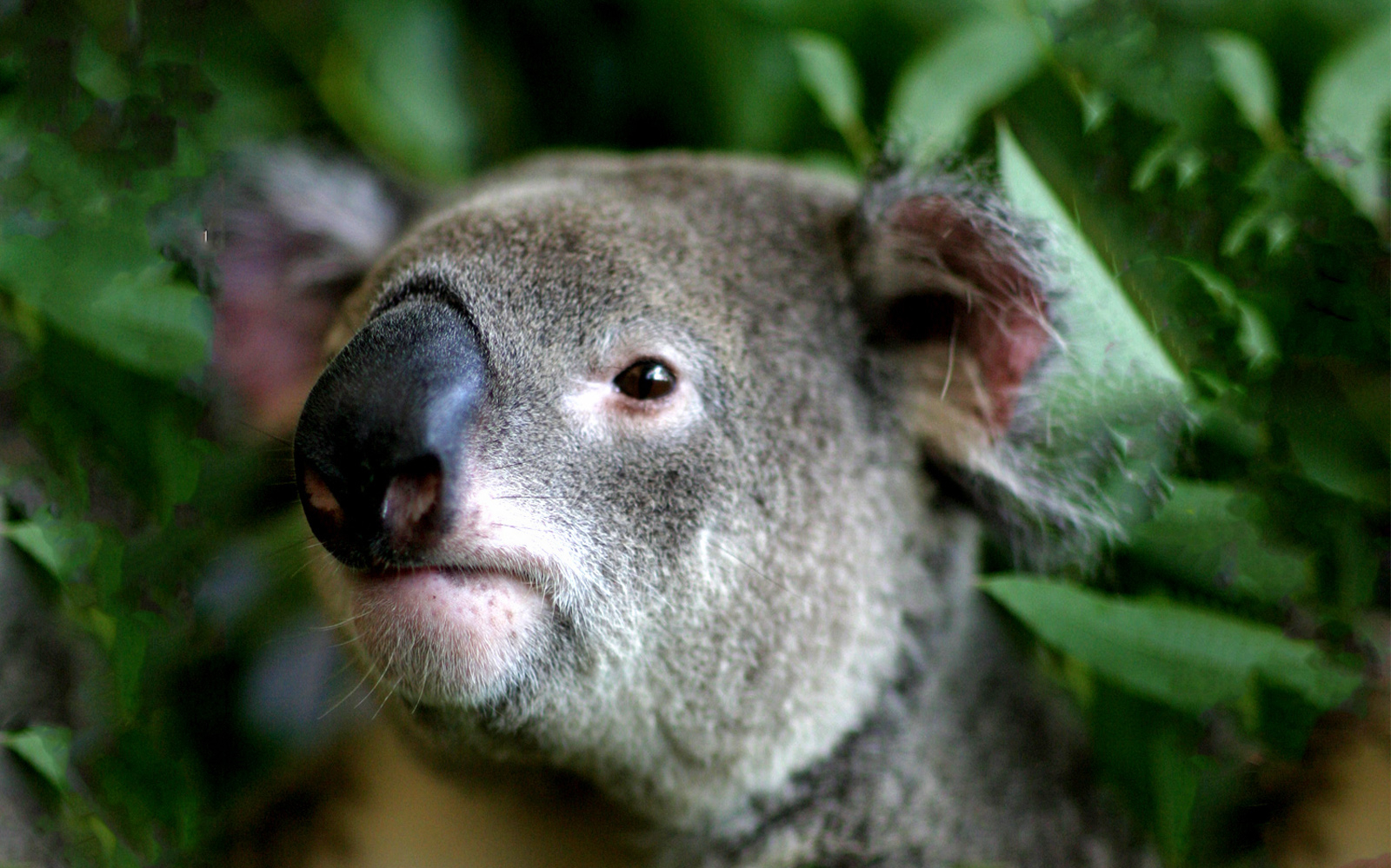 Cairns ZOOM & Wildlife Dome address