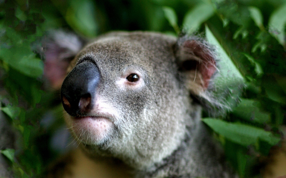 Cairns ZOOM & Wildlife Dome address