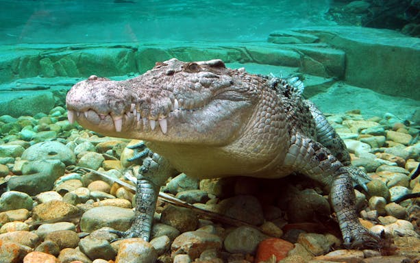 Crocodile underwater at Cairns Zoom & Wildlife Dome, Australia.