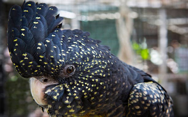 Black cockatoo at Cairns Zoom & Wildlife Dome, Australia.
