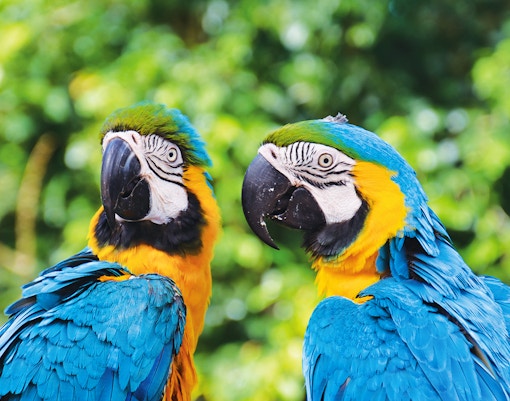 Two vibrant macaws at Birdworld Kuranda, Australia.