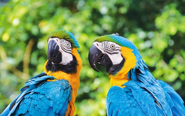 Two vibrant macaws at Birdworld Kuranda, Australia.