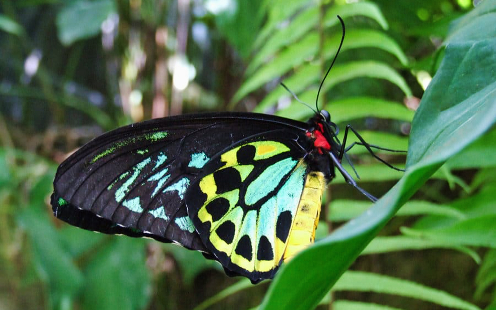 Kuranda Butterfly Sanctuary | Discover Ulysses Butterfly