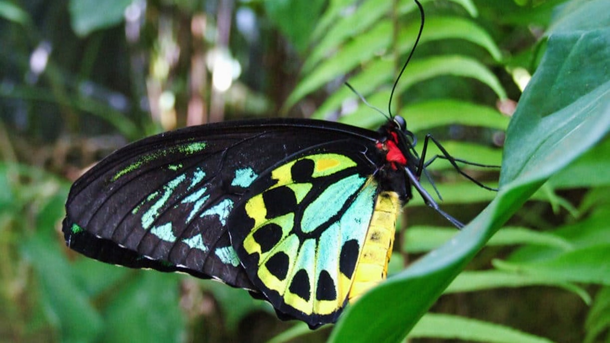Kuranda Butterfly Sanctuary