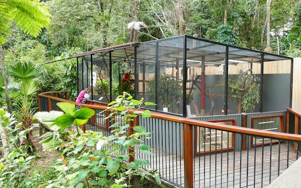Kuranda Wildlife Experience aviary with visitor observing tropical birds.