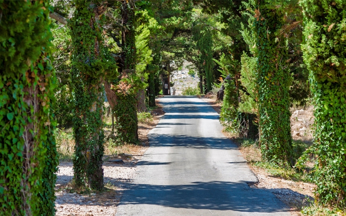 Tree-lined road featured in Game of Thrones driving tour.