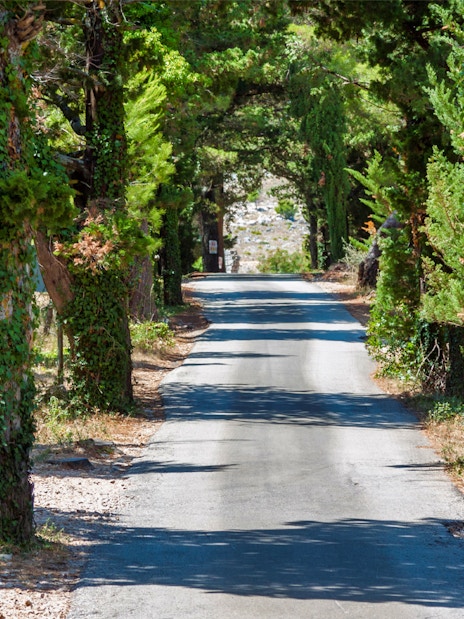 Tree-lined road featured in Game of Thrones driving tour.