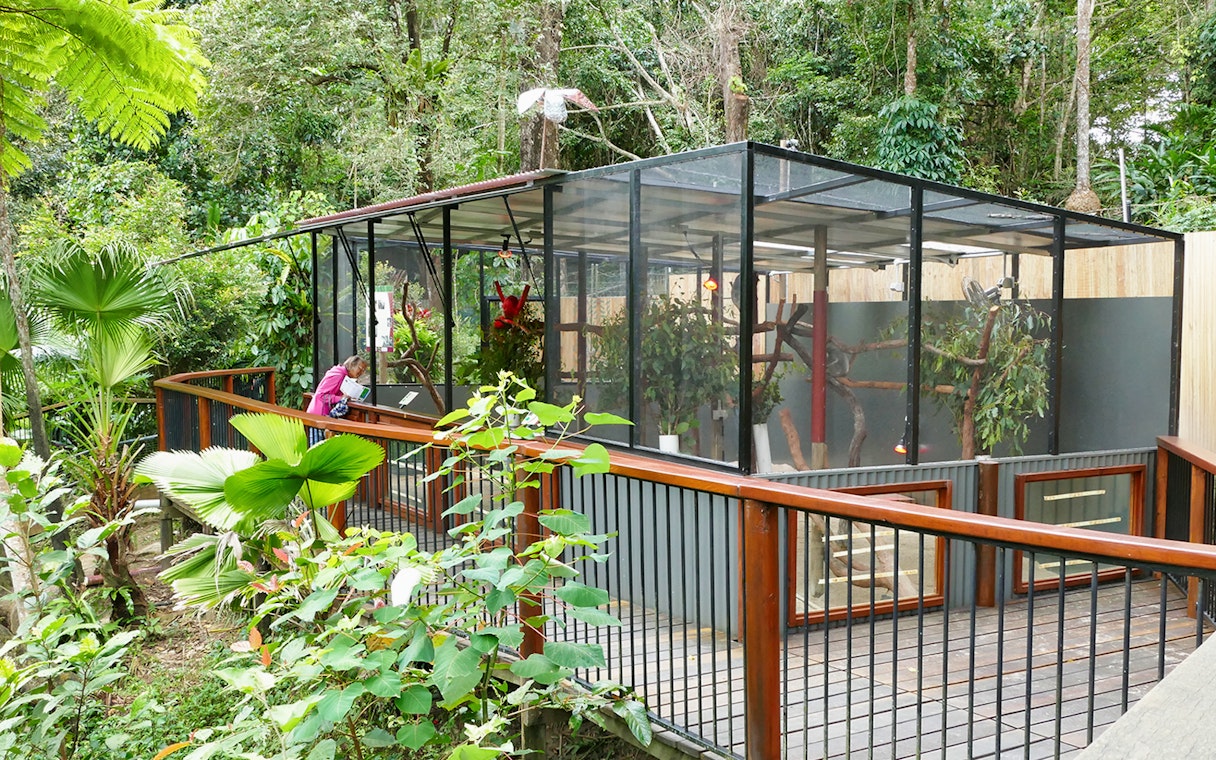 Kuranda Koala Gardens enclosure with visitor viewing koalas in lush rainforest setting.