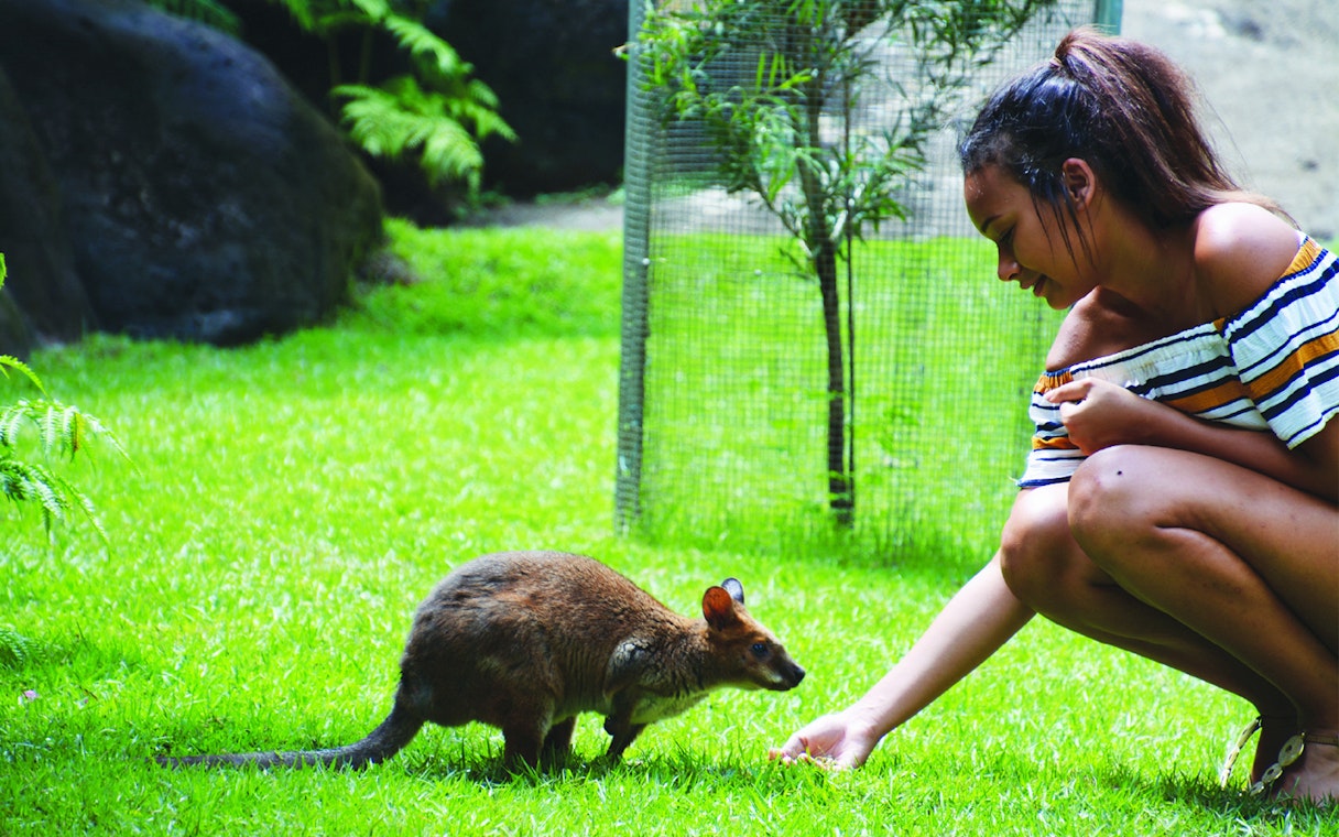Person feeding a wallaby at Kuranda Koala Gardens, Australia.