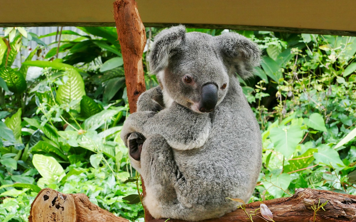 Koala resting on a branch at Kuranda Koala Gardens, surrounded by lush greenery.