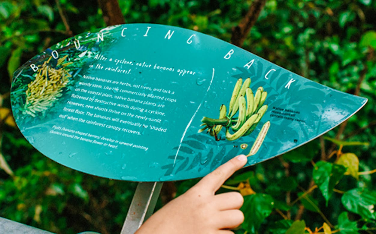 Interpretive sign about native bananas at Mamu Tropical Skywalk.