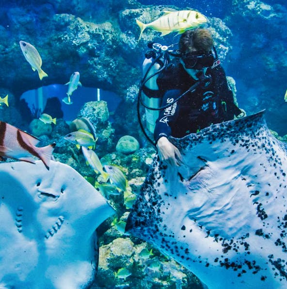 The complete guide to Cairns Aquarium in Australia