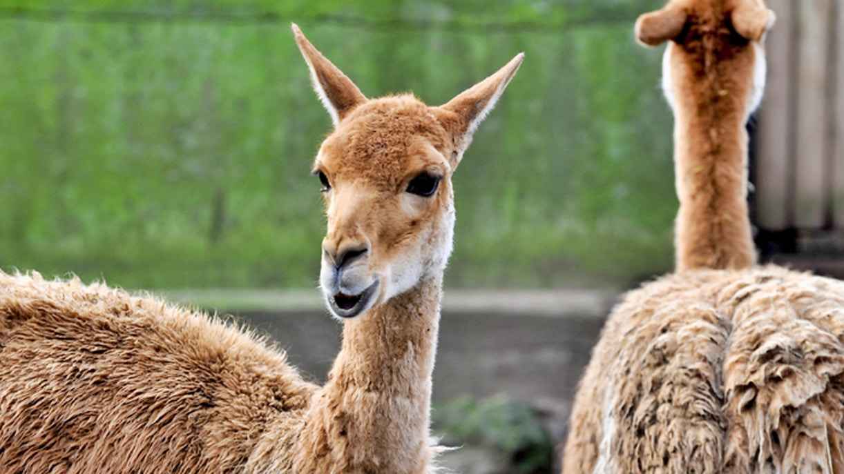 Bioparco Tickets Visit