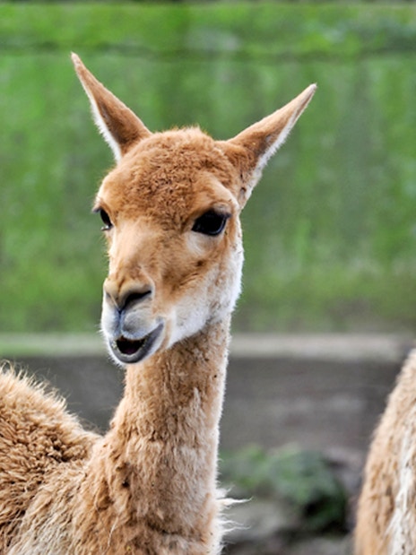 Two vicuñas at Bio Parco, Rome, part of the Bio Parco Entry tour.