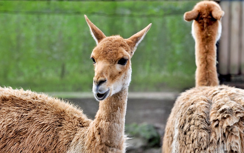 Two vicuñas at Bio Parco, Rome, part of the Bio Parco Entry tour.