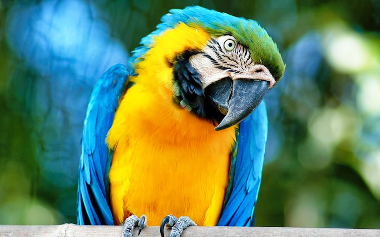 Colorful parrot at Bio Parco, Rome, near Castel St. Angelo.