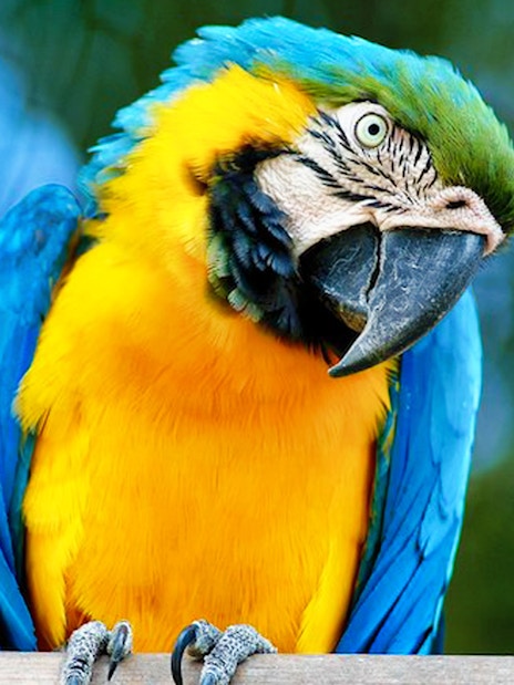 Colorful parrot at Bio Parco, Rome, near Castel St. Angelo.