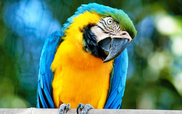 Colorful parrot at Bio Parco, Rome, near Castel St. Angelo.