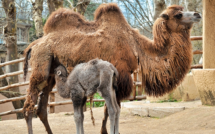 Camel and calf at Bio Parco, Rome.