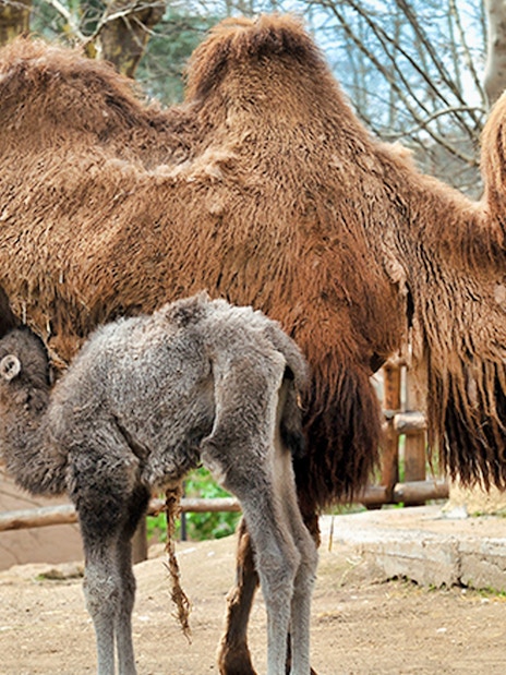 Camel and calf at Bio Parco, Rome.
