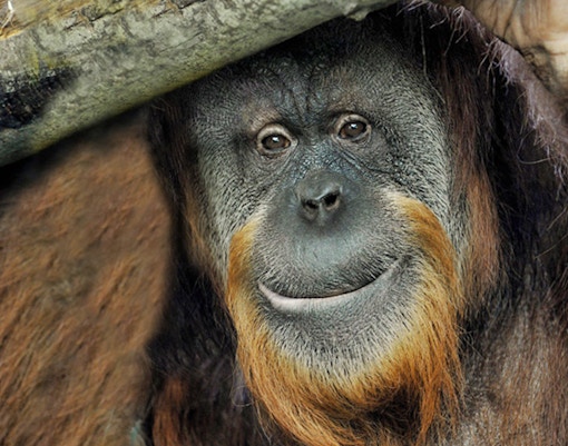 Bioparco Tickets Orangutan