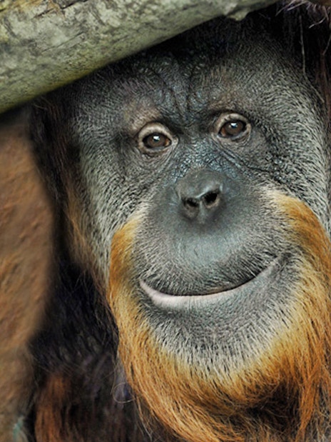 Orangutan at Bio Parco, Rome, Italy.