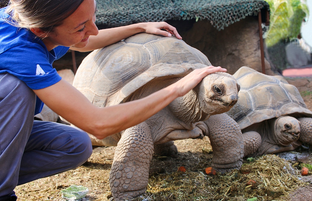 Person interacting with a tortoise at Oceanogràfic, Valencia.