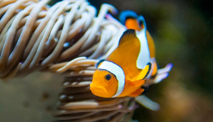 Oceanogràfic Valencia Tickets