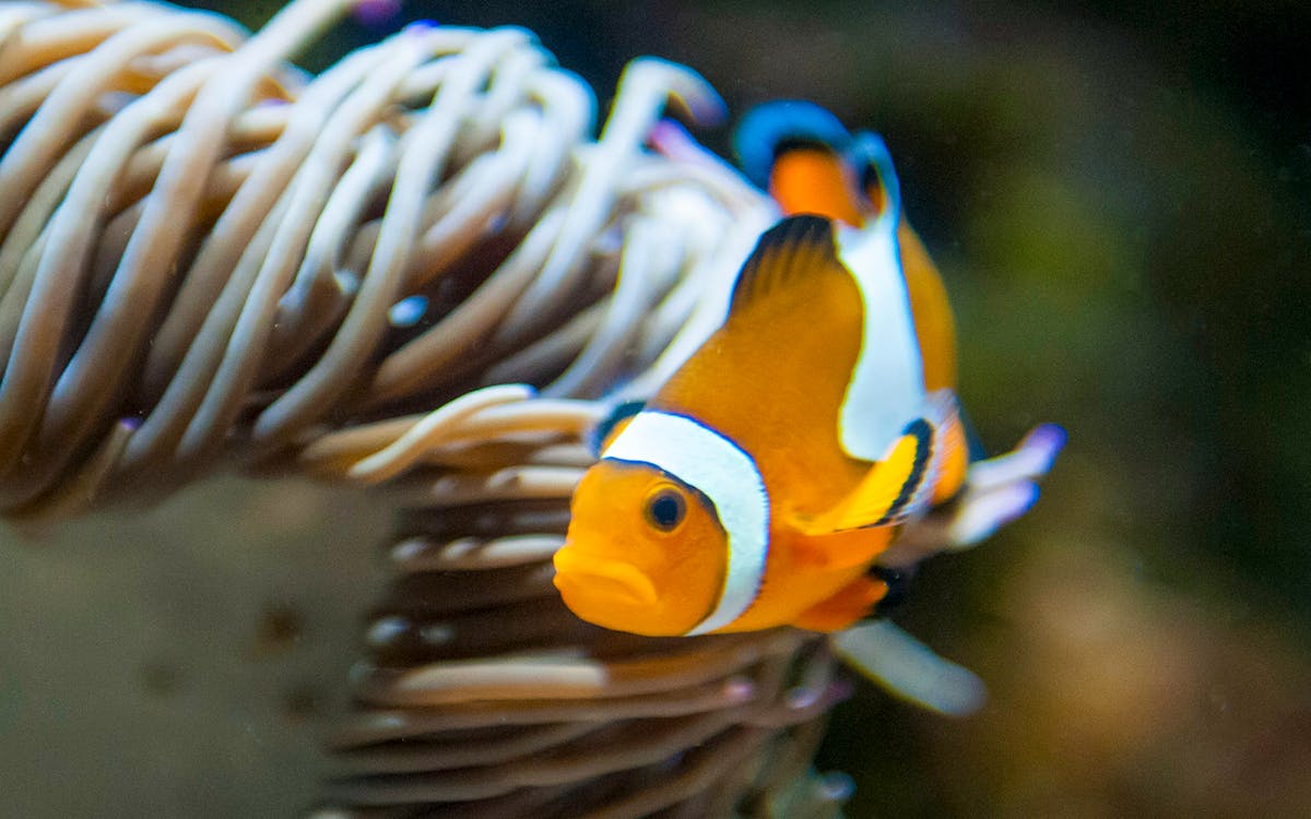 1-dag tickets voor oceanogràfic-4 1-dag tickets voor oceanogràfic-4