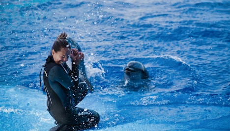 Oceanografic Valencia- Dolphin Show