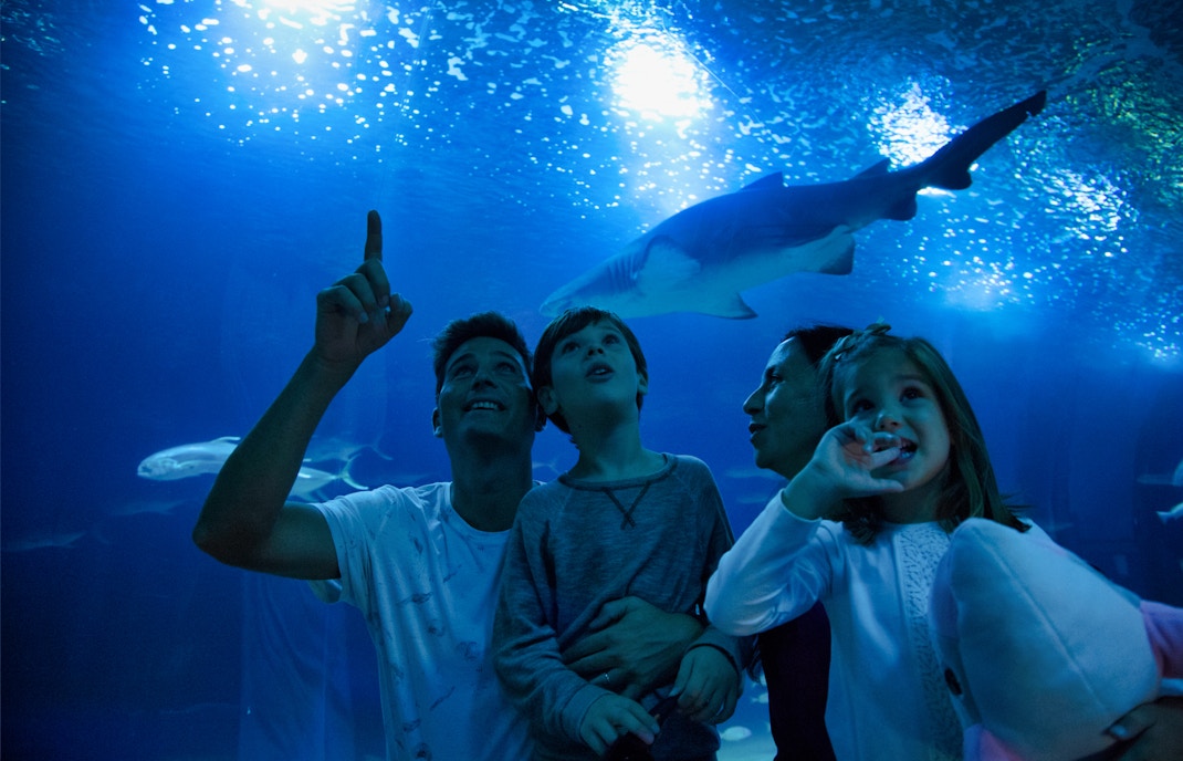 Family observing sharks at Oceanogràfic Valencia aquarium.
