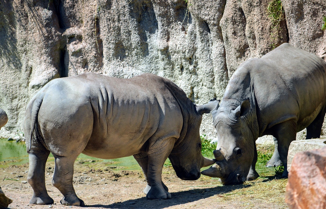 Nella savana del Parco del Serengeti