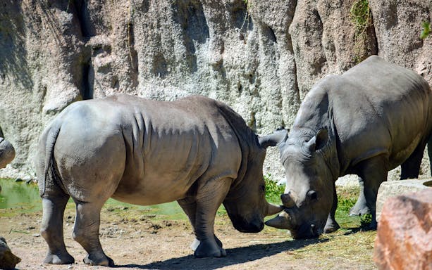 Two rhinos interacting at Zoom Torino wildlife park.