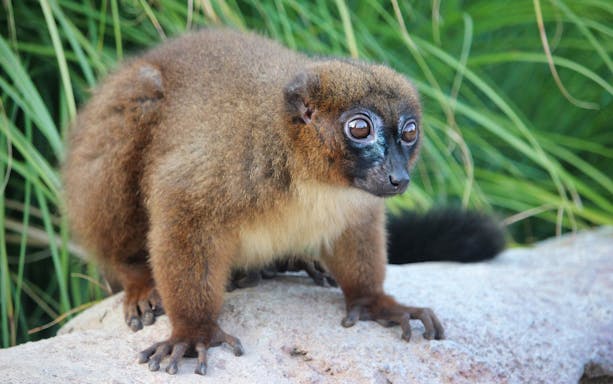 Lemur on a rock at Zoom Torino wildlife park.