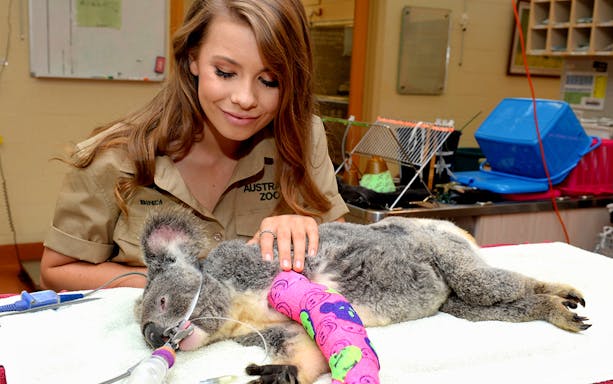 Koala receiving care at Australia Zoo wildlife hospital.