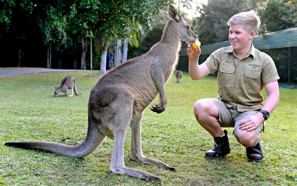 Zookeeper feeding a kangaroo at Australia Zoo.