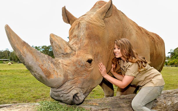 Person interacting with a rhinoceros at Australia Zoo.