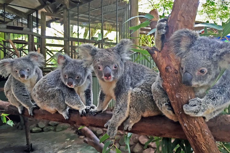 Koala Gardens