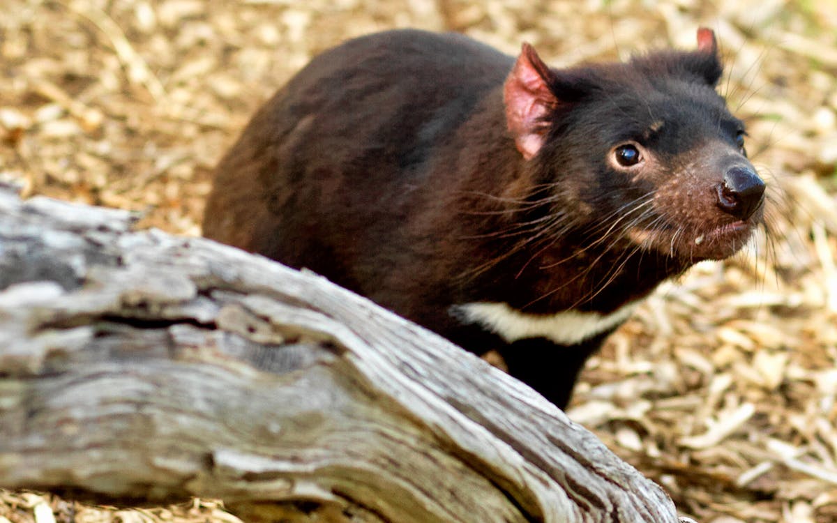 moonlit sanctuary wildlife park admission tickets-6 moonlit sanctuary wildlife park admission tickets-6