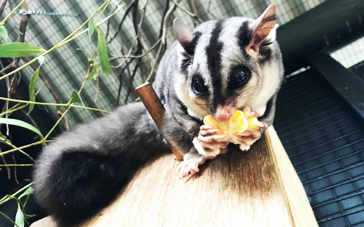 moonlit sanctuary wildlife park admission tickets-4 moonlit sanctuary wildlife park admission tickets-4