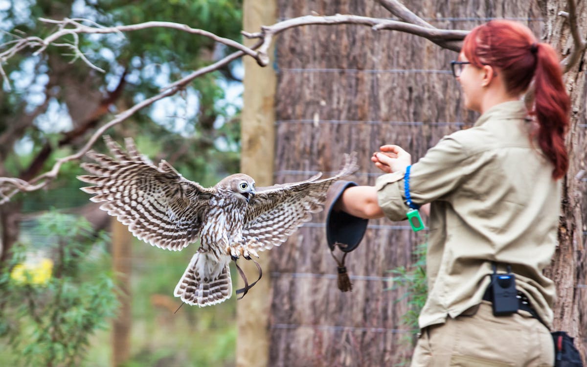 moonlit sanctuary wildlife park admission tickets-5 moonlit sanctuary wildlife park admission tickets-5