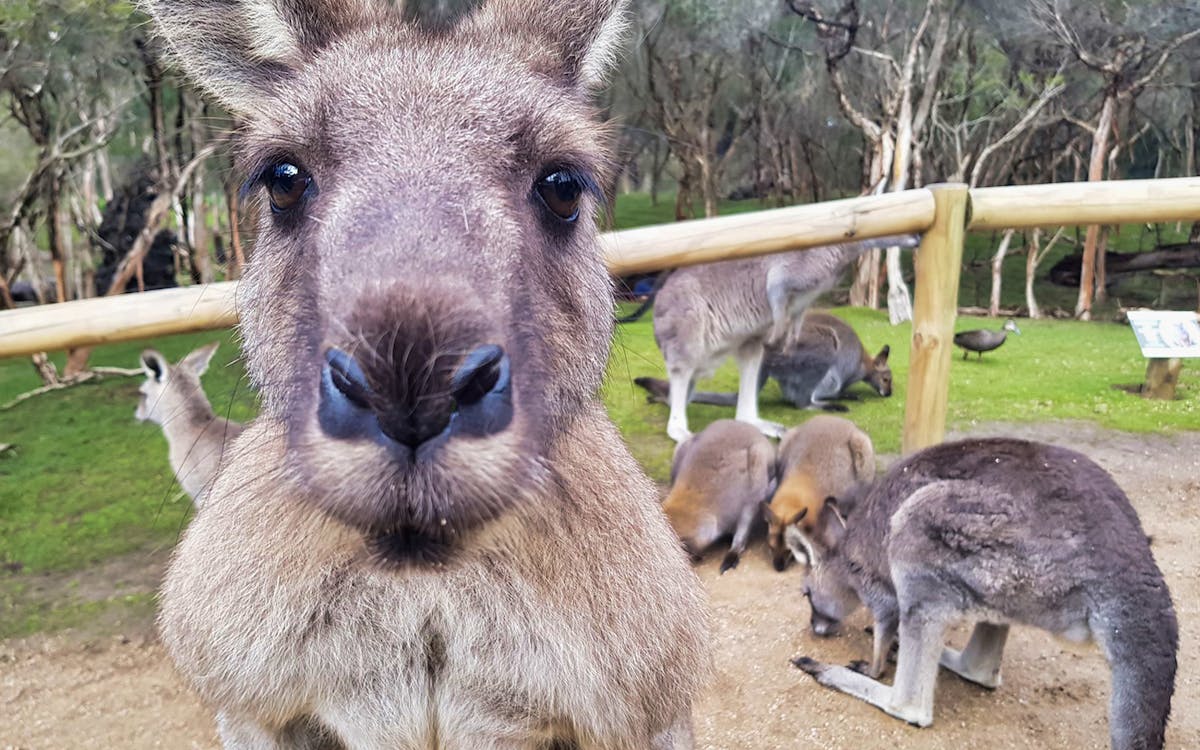 moonlit sanctuary wildlife park night tour-5 moonlit sanctuary wildlife park night tour-5