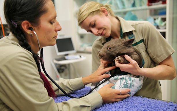 Veterinarians examining a wombat at Healesville Sanctuary.