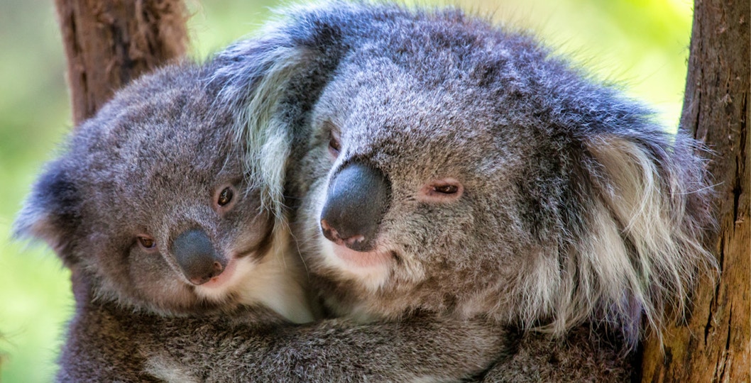 Healesville Sanctuary
