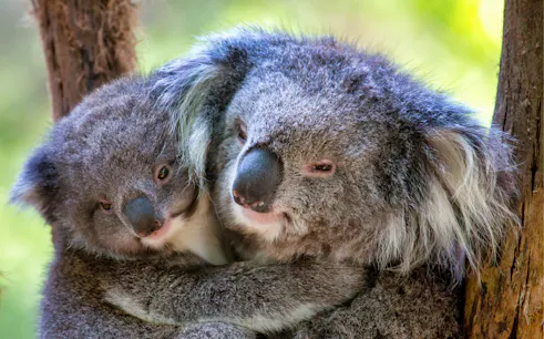 Koalas cuddling on a tree at Healesville Sanctuary, Australia.