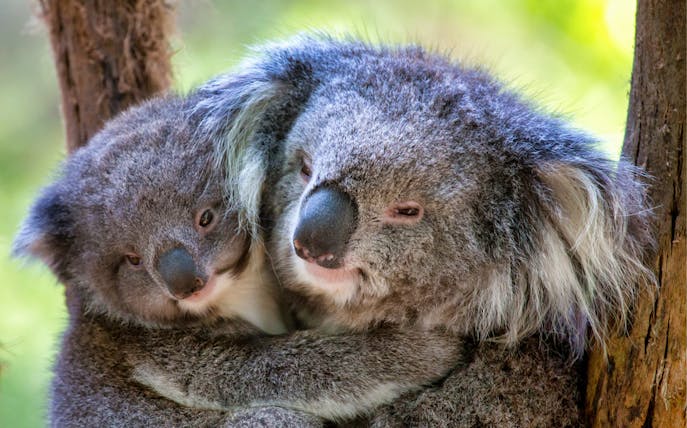 Koalas cuddling on a tree at Healesville Sanctuary, Australia.