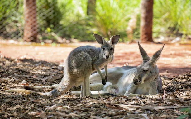 Kangaroo and joey at Healesville Sanctuary, Australia.